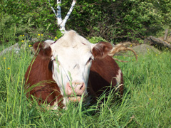 cowspasture
