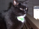 brubbercat