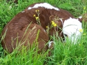 cowhiding
