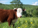 cowwithbuttercups