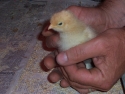 dayoldbabychick
