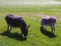donkeysfeeding
