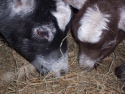 goatseating