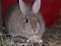 rabbit