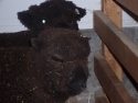 sheep