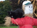 brubbercatandscarecrow