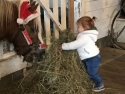 feeding-the-horses-hathaway-farm