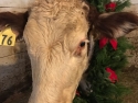 hathway-farm-christmas-cow