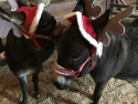 santas-b-team-hathaway-farm