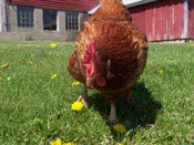 rooster175