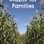 corn-maze-tall